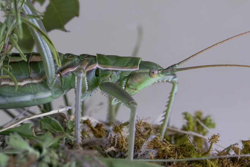 Tettigoniidae - Saga pedo